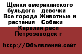 Щенки американского бульдога ( девочки) - Все города Животные и растения » Собаки   . Карелия респ.,Петрозаводск г.